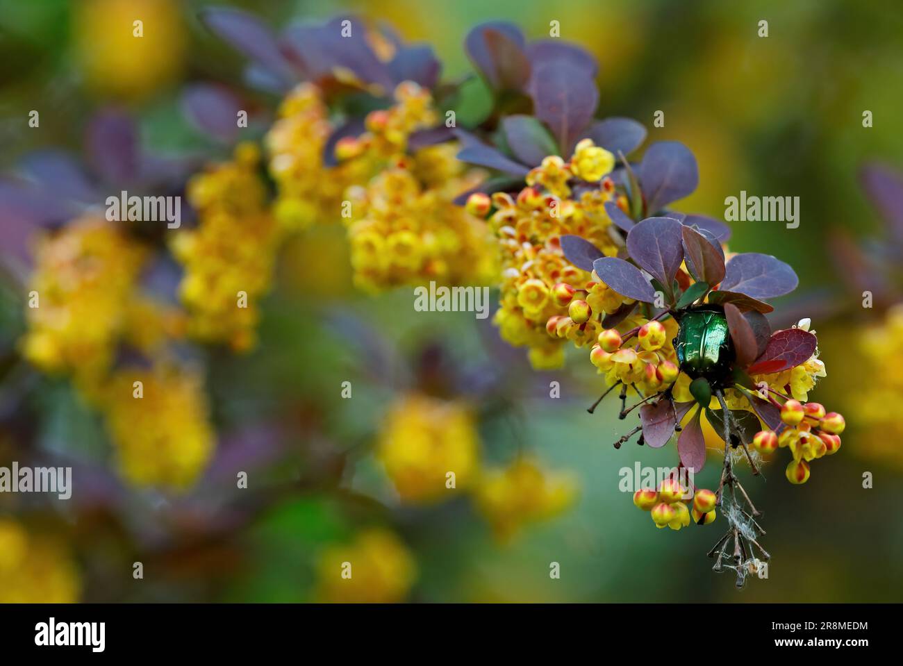 Un coléoptère vert brillant à la recherche de nourriture sur de belles fleurs de baryère jaune Banque D'Images