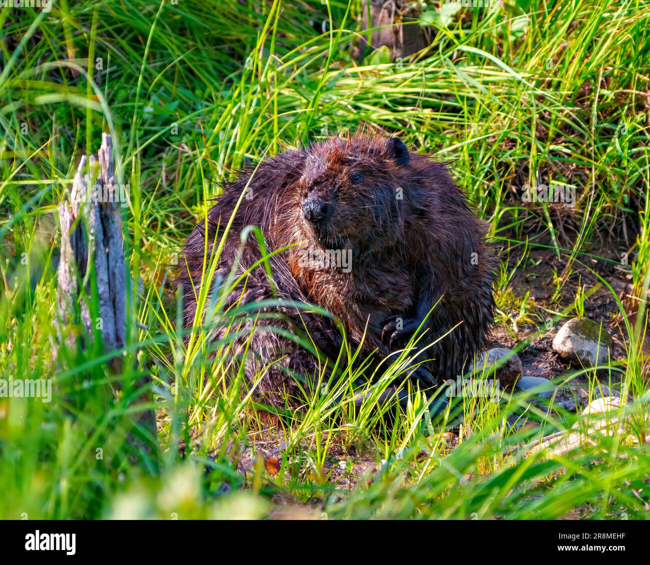 Beaver gros plan assis sur son extrémité arrière et toilettage de sa fourrure avec un fond d'herbe dans son environnement et son habitat et de faire un spectacle de spectacle. Banque D'Images
