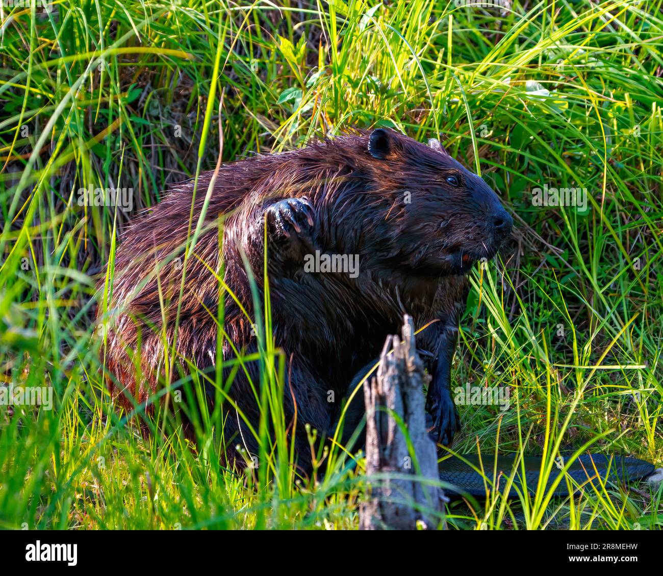 Beaver gros plan assis sur son extrémité arrière et toilettage de sa fourrure avec un fond d'herbe dans son environnement et son habitat et de faire un spectacle de spectacle. Banque D'Images