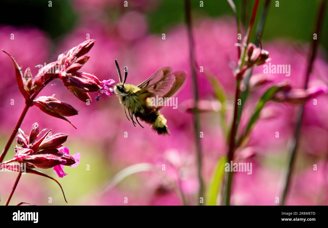 Un fanon d'abeille à large bordure à la recherche de nectar dans les fleurs de catchfly collantes Banque D'Images