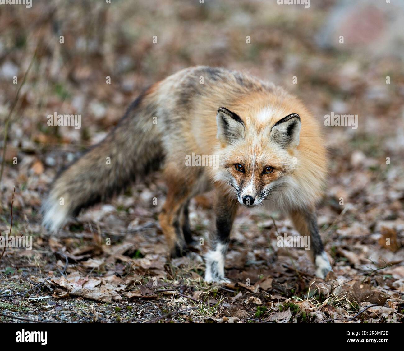 Profil de renard unique en rouge vue de face et regardant l'appareil photo au printemps dans son environnement et son habitat avec un arrière-plan flou d'affichage W Banque D'Images