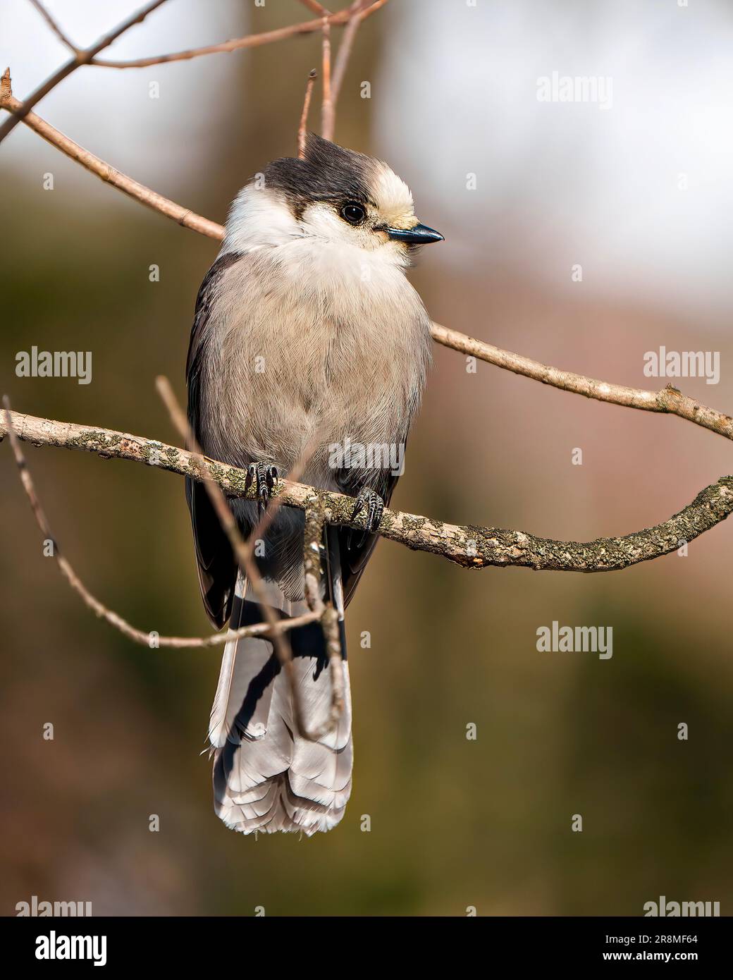 Vue de face du geai gris perchée sur une branche d'arbre présentant une couleur grise, une queue, des ailes, des pieds, un œil avec un fond de forêt dans son environnement et son habitat. Banque D'Images