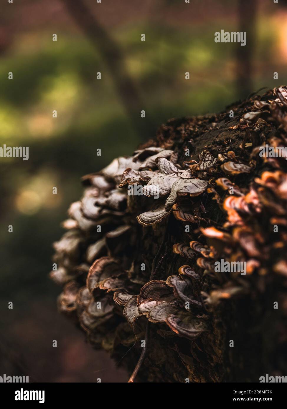 Un gros plan de champignons poussant sur un tronc d'arbre de mousse dans une forêt Banque D'Images