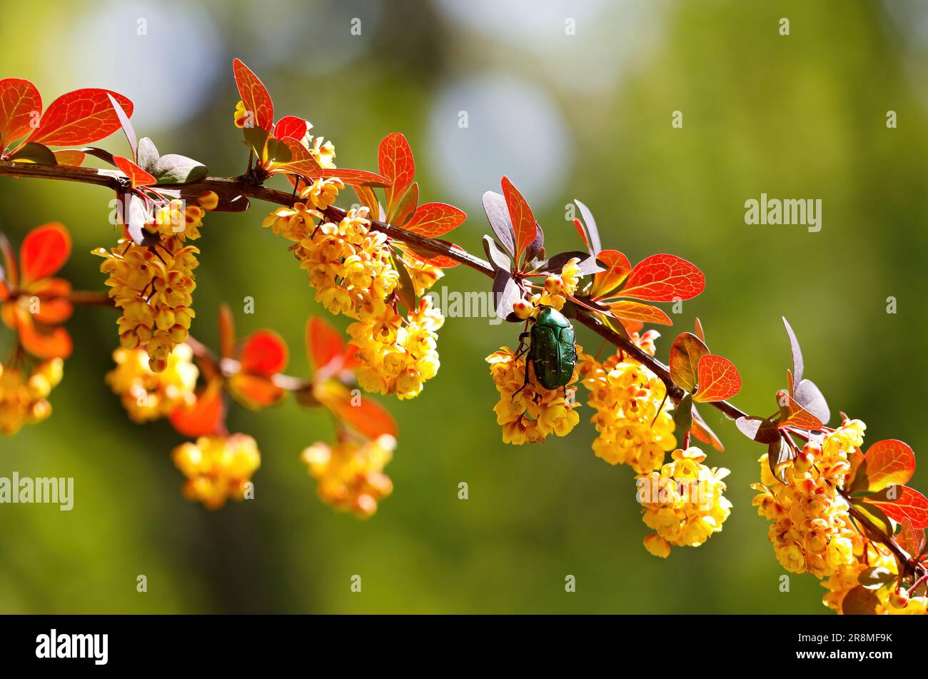 Un coléoptère vert brillant à la recherche de nourriture sur de belles fleurs de baryère jaune Banque D'Images