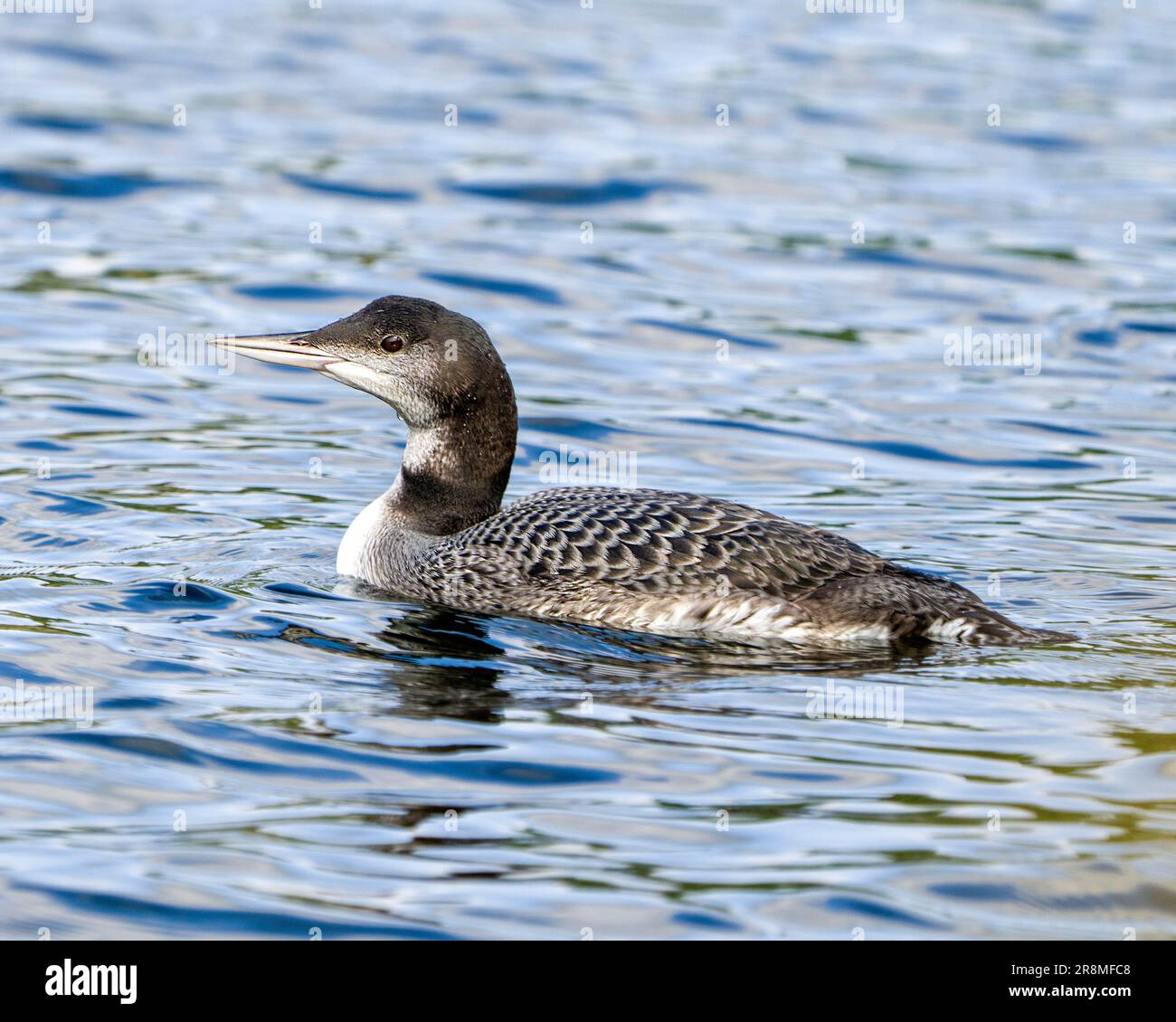 Loon commun jeune oiseau immature nageant dans son environnement et son habitat environnant, affichant son plumage de plumes en phase de croissance. Profil de gros plan Banque D'Images Loon commun jeune oiseau immature nageant dans son environnement et son habitat environnant, affichant son plumage de plumes en phase de croissance. Profil de gros plan Banque D'Images