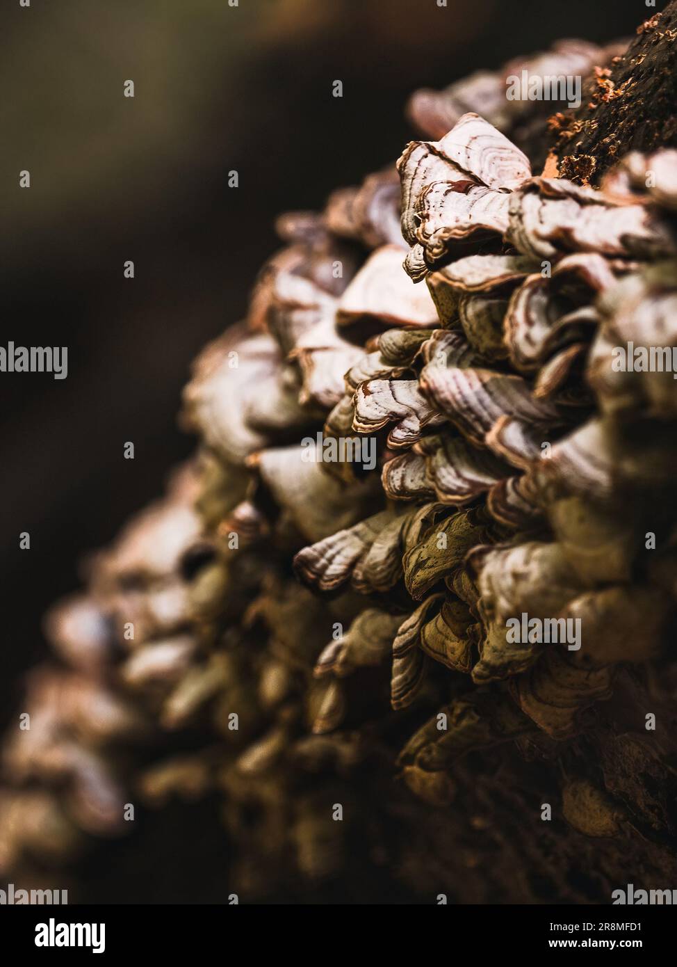 Un gros plan de champignons poussant sur un tronc d'arbre de mousse dans une forêt Banque D'Images