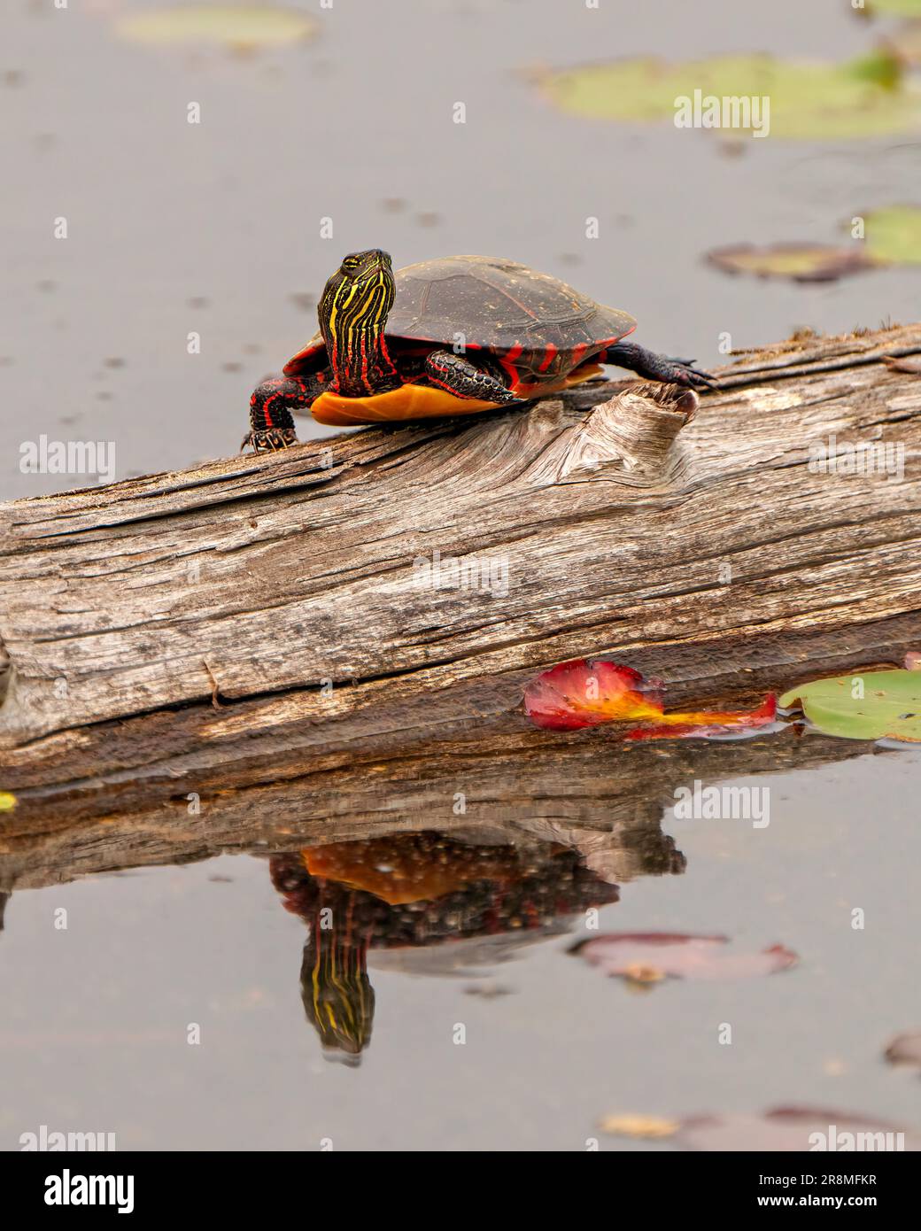Tortue peinte reposant sur une bûche dans l'étang avec une nappe d'eau de nénuphars et affichant sa carapace, sa tête, ses pattes dans son environnement et son habitat. Banque D'Images