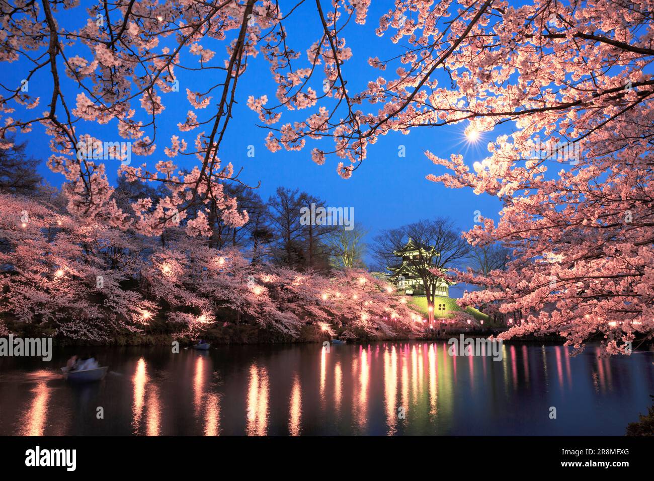 Vue en soirée sur les cerisiers en fleurs du parc des ruines du château de Takada Banque D'Images