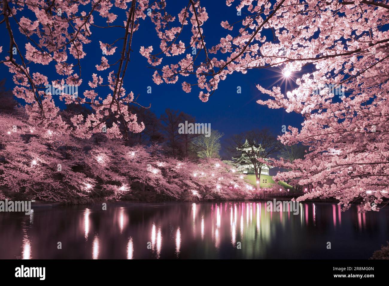 Vue nocturne sur les cerisiers en fleurs dans le parc des ruines du château de Takada Banque D'Images