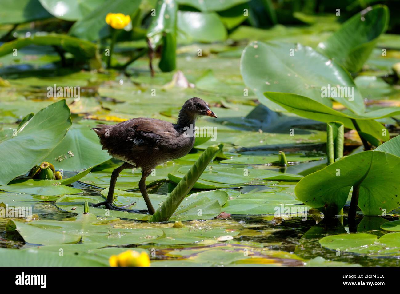 Moorhen Gallinula chloropus, Juvenile marchant sur des coussins de nénuphars avec de longues jambes et orteils brun pâle plumage signes de rouge et jaune à partir de la facture Banque D'Images