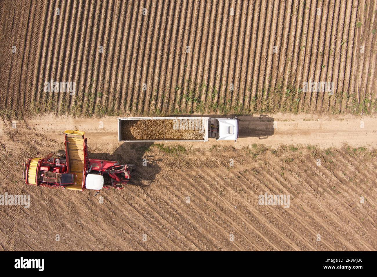Agriculture et agriculture. Récolte des pommes de terre du champ et tri sur une machine à récolte de pommes de terre. Vue aérienne Banque D'Images
