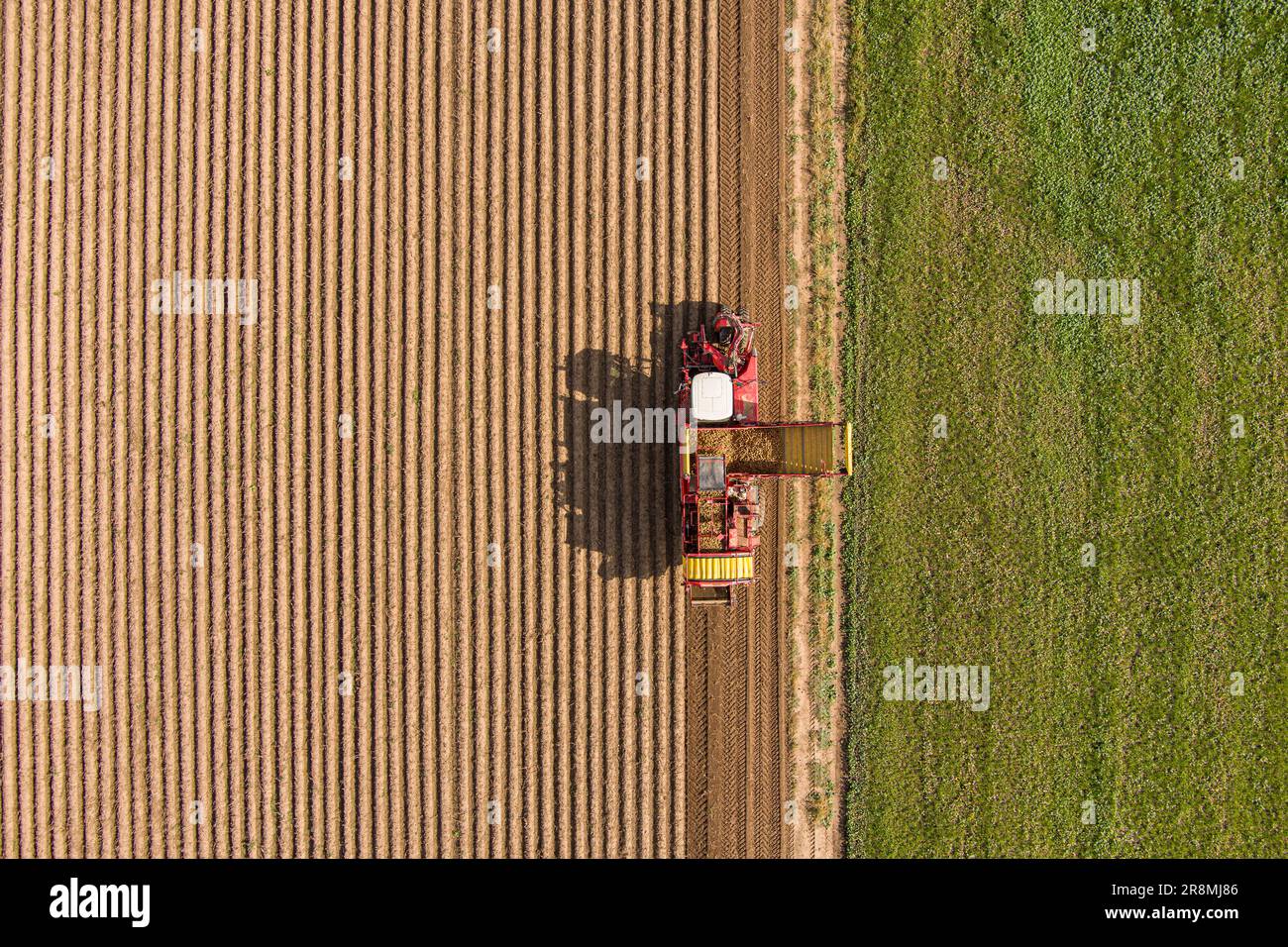 Les agriculteurs ont récolté des pommes de terre vue de dessus photographie aérienne avec drone Banque D'Images