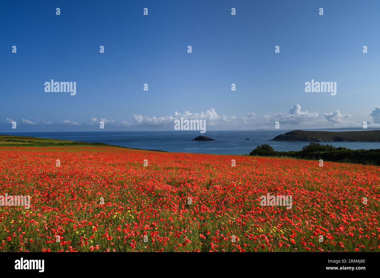 Champ de pavot plein de fleurs rouges avec la mer et le ciel bleu en arrière-plan à l'ouest de pentire, Cornwall, Royaume-Uni Banque D'Images