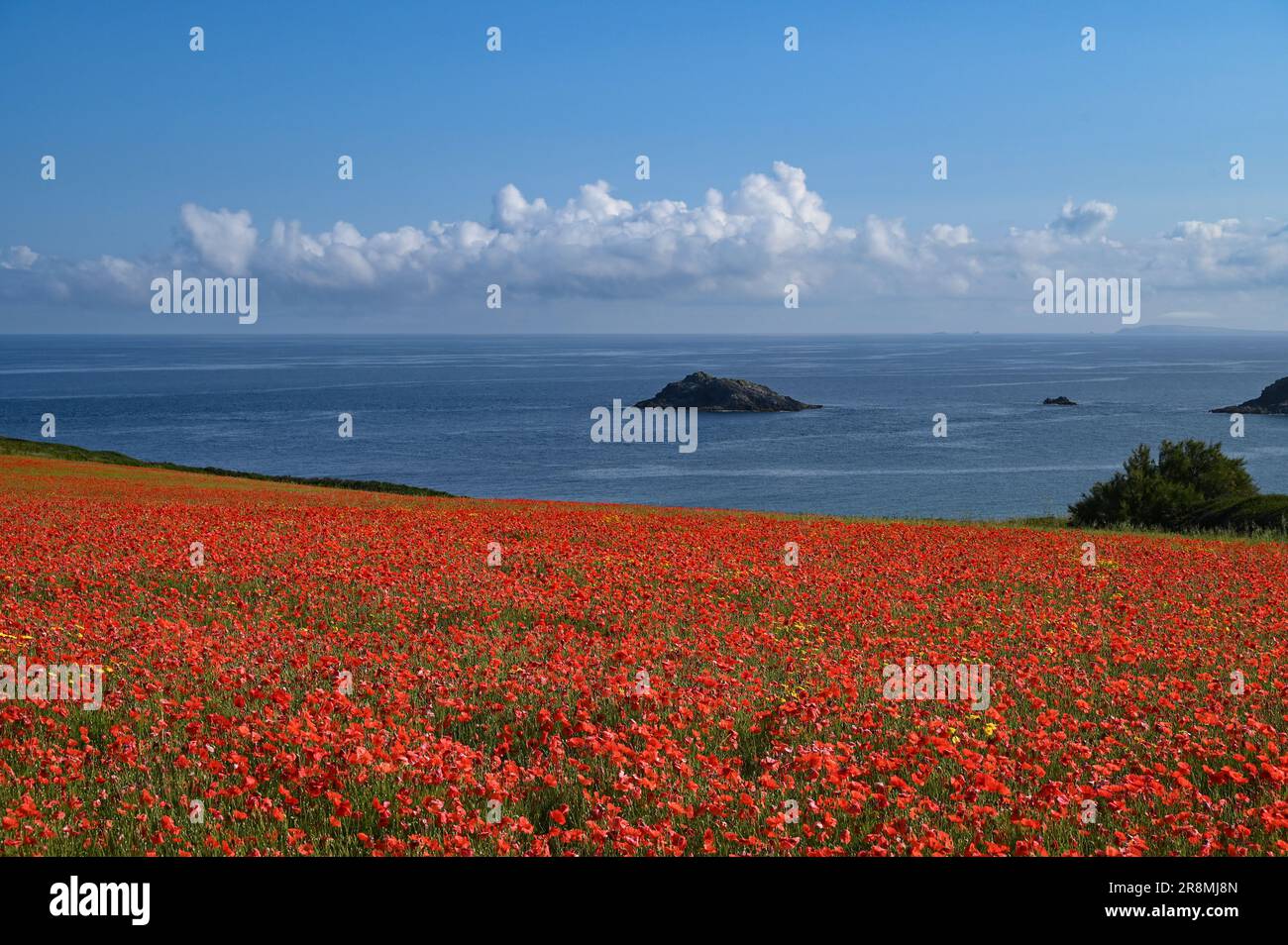 Champ de pavot plein de fleurs rouges avec la mer et le ciel bleu en arrière-plan à l'ouest de pentire, Cornwall, Royaume-Uni Banque D'Images