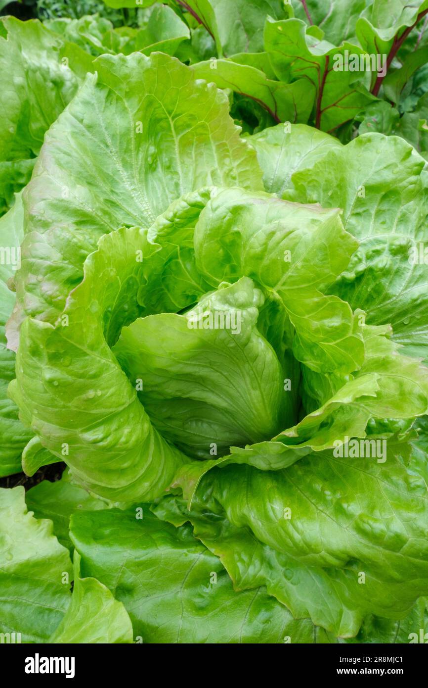Lactuca sativa Webbs merveilleux, laitue Webbs merveilleux, laitue de type cropphead avec des feuilles à bords frilly Banque D'Images