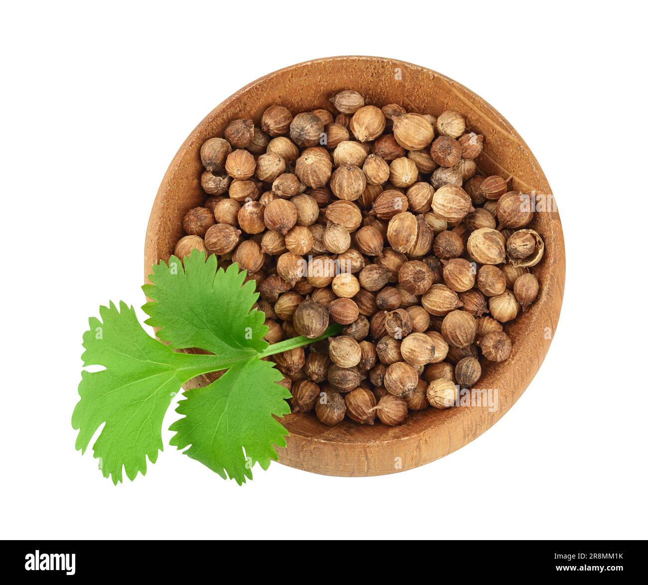 Graines de coriandre séchées dans le bol en bois avec feuille verte