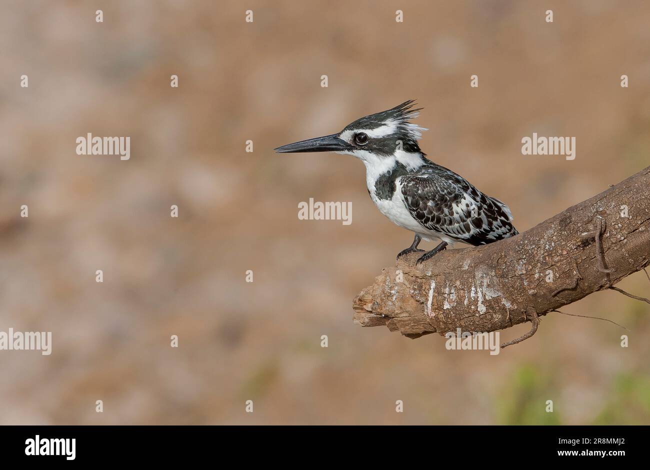 Pied Kingfisher (Ceryle rudis) est une espèce d'oiseaux résidant dans la partie sud de la Turquie. Il ne migrera pas. Banque D'Images