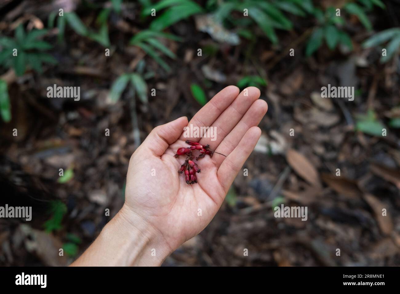 Gros plan de la main d'une touriste européenne blanche méconnue qui visite la forêt amazonienne en Équateur, tenant de petites fleurs rouges ou des graines sur lui Banque D'Images
