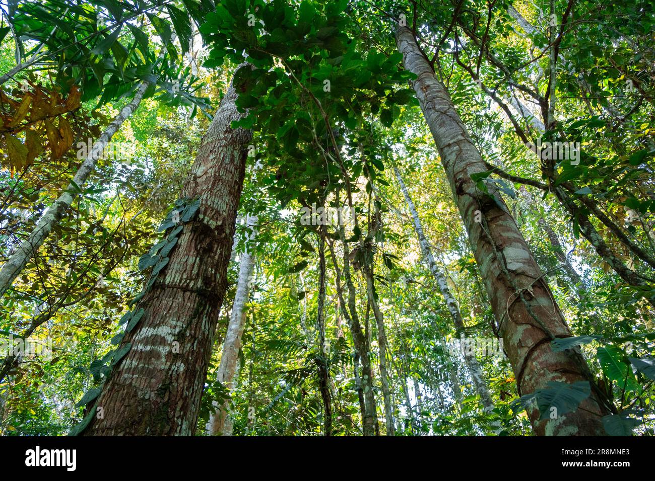 Photo horizontale regardant le ciel d'une forêt primaire dense dans la jungle de la forêt amazonienne équatorienne, Tena, Amérique latine. Flore, écosystème Banque D'Images