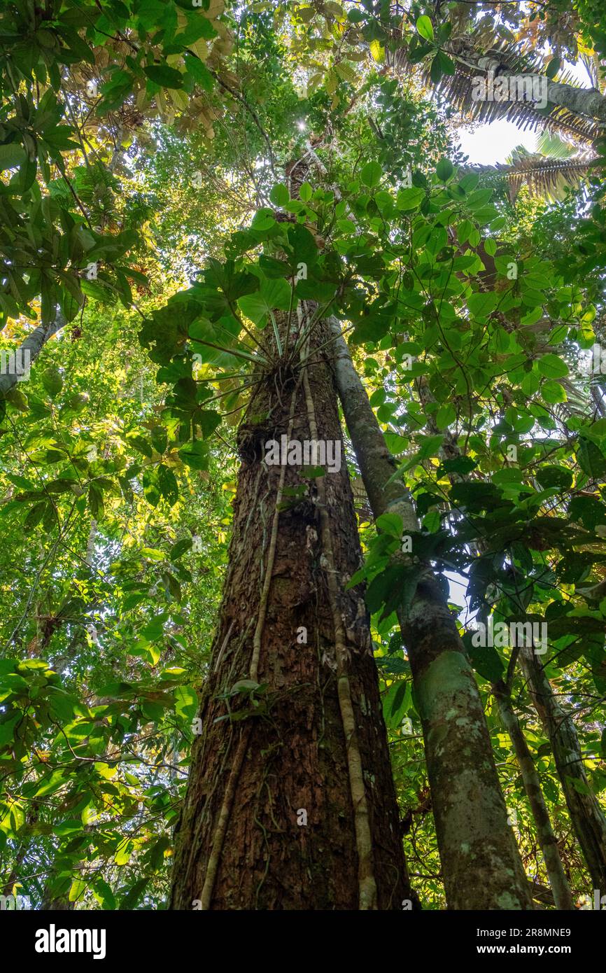 Photo verticale regardant le ciel d'une forêt primaire dense dans la jungle de la forêt amazonienne équatorienne, Tena, Amérique latine. Flore, écosystème, Banque D'Images
