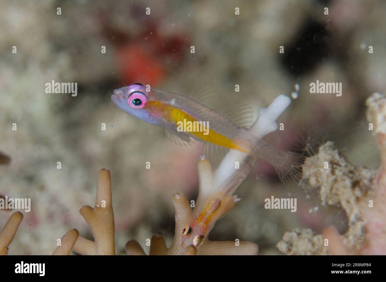 Redeye planant Goby, Bryaninops natans, sur Staghorn Coral, Acropora sp, plongée de nuit, Site de plongée du canal de Mimpi, près de l'île de Menjangan, Bali, Indonésie Banque D'Images