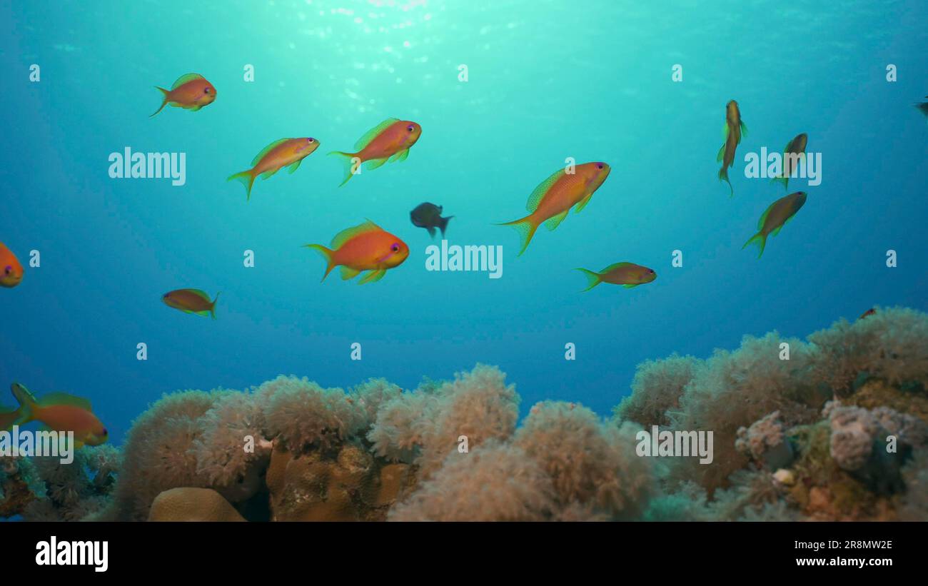 Heure du matin sur le récif corallien. La vie sur un récif de corail à l'aube. Les poissons tropicaux nagent au-dessus du récif de corail le matin, sous les rayons du soleil au lever du soleil, dans la mer Rouge Banque D'Images