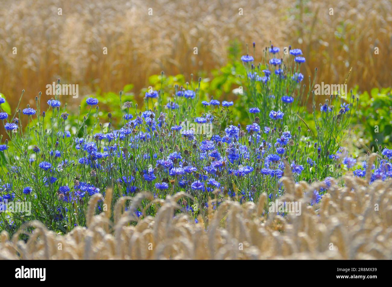 Champ de blé avec des fleurs de maïs (Centaurea cyanus), des fleurs de maïs, également du cyane Banque D'Images