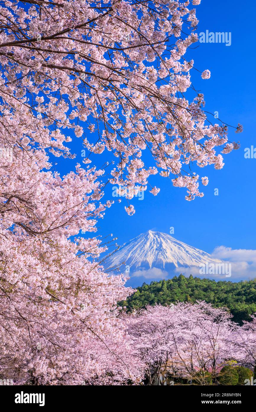 Cerisiers en fleurs dans le parc Iwamotoyama et le mont Banque D'Images