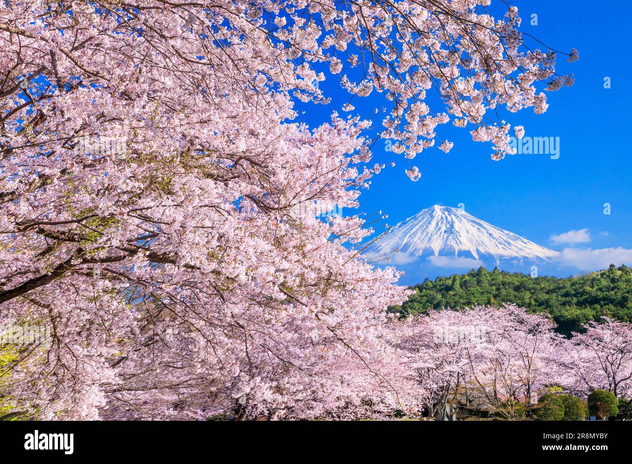 Cerisiers en fleurs dans le parc Iwamotoyama et le mont Banque D'Images