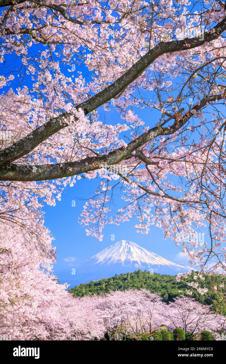 Cerisiers en fleurs dans le parc Iwamotoyama et le mont Banque D'Images