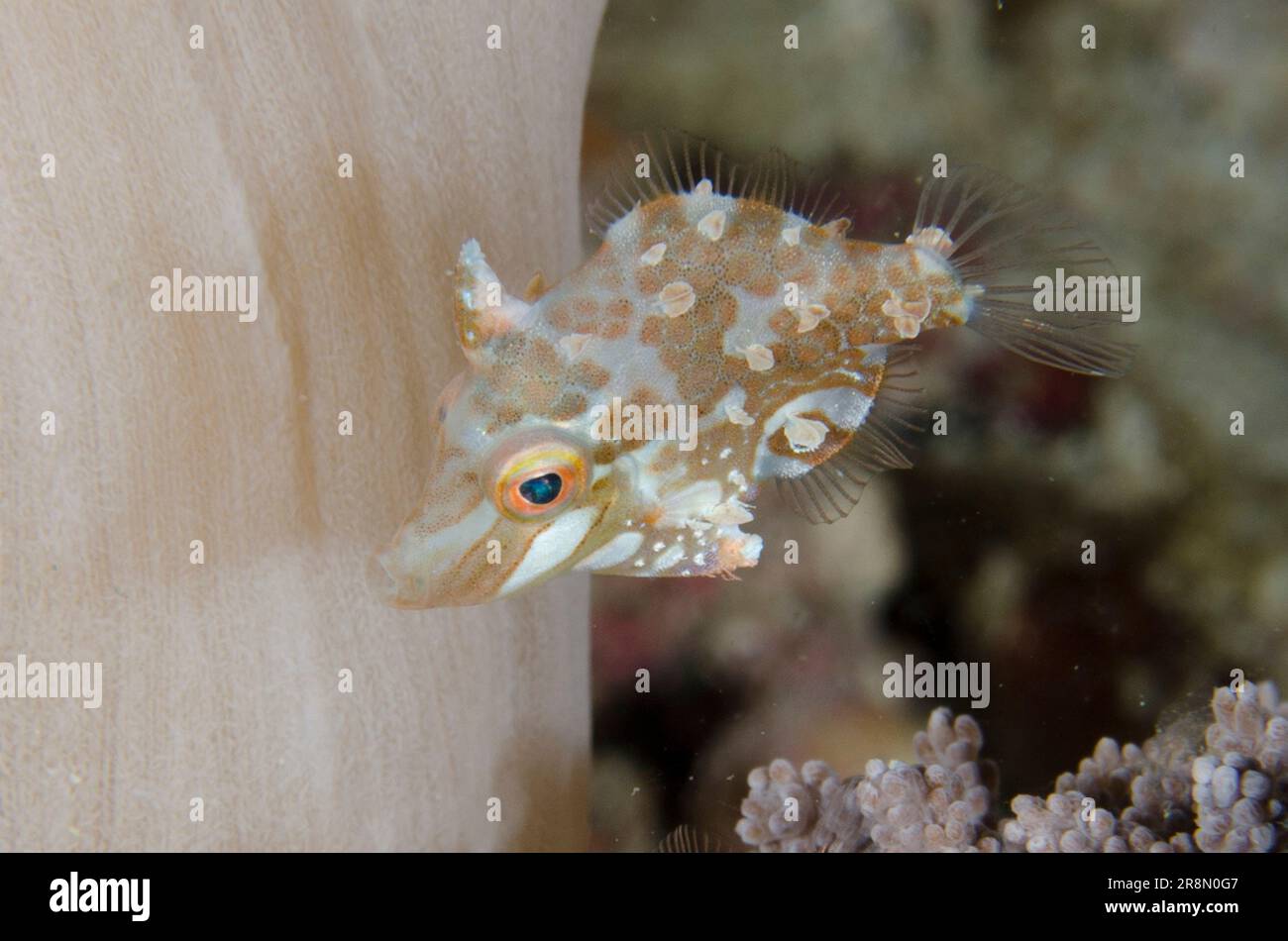 Minute Filefish, Acreichthys minutus, plongée de nuit, site de plongée de rencontres fermées, Pemuteran, Bali, Indonésie Banque D'Images