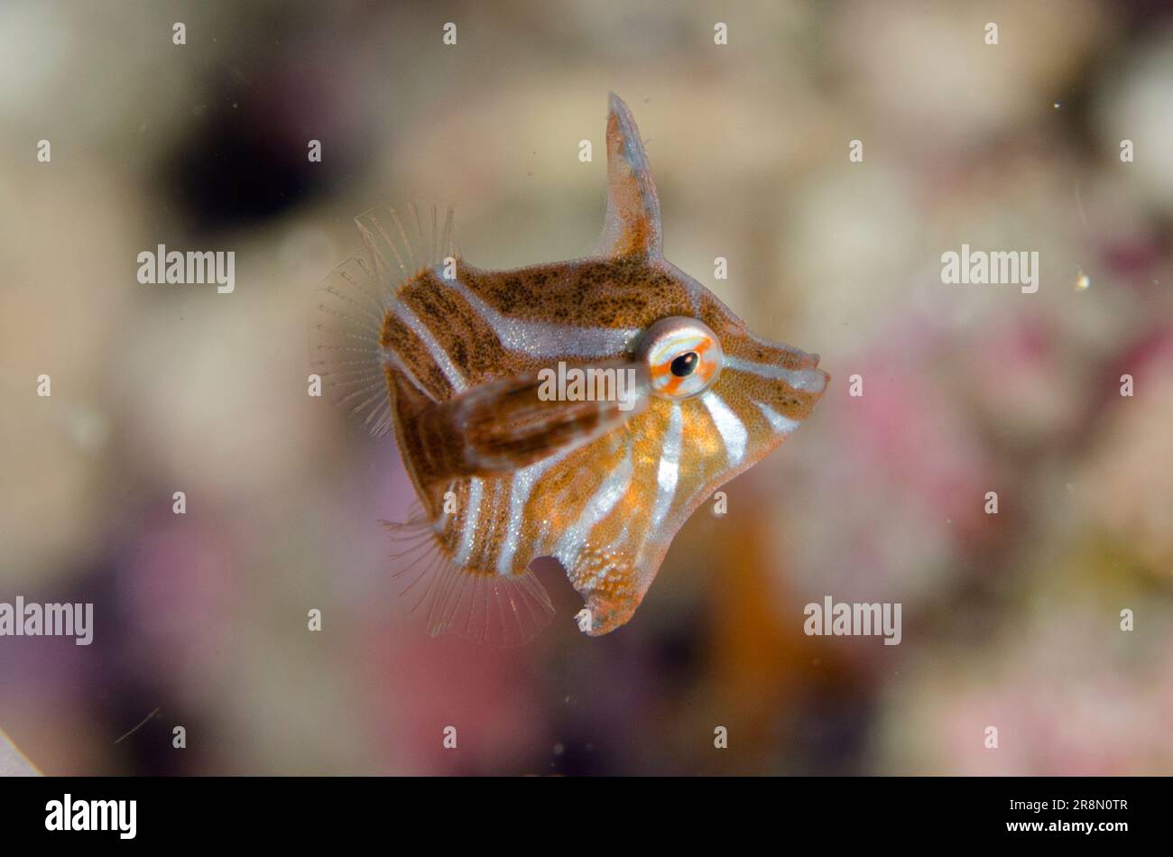 Corégone radial, Acreichthys radiatus, plongée de nuit, site de plongée de rencontres fermées, Pemuteran, Bali, Indonésie Banque D'Images