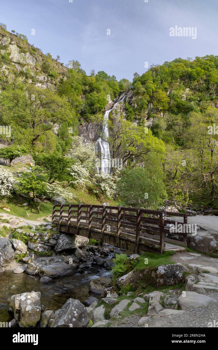 Chutes d'Aber, Réserve naturelle nationale de Coedydd Aber, Abergwyngregyn, Llanfairfechan, Grande-Bretagne, vert, été, arbres Banque D'Images