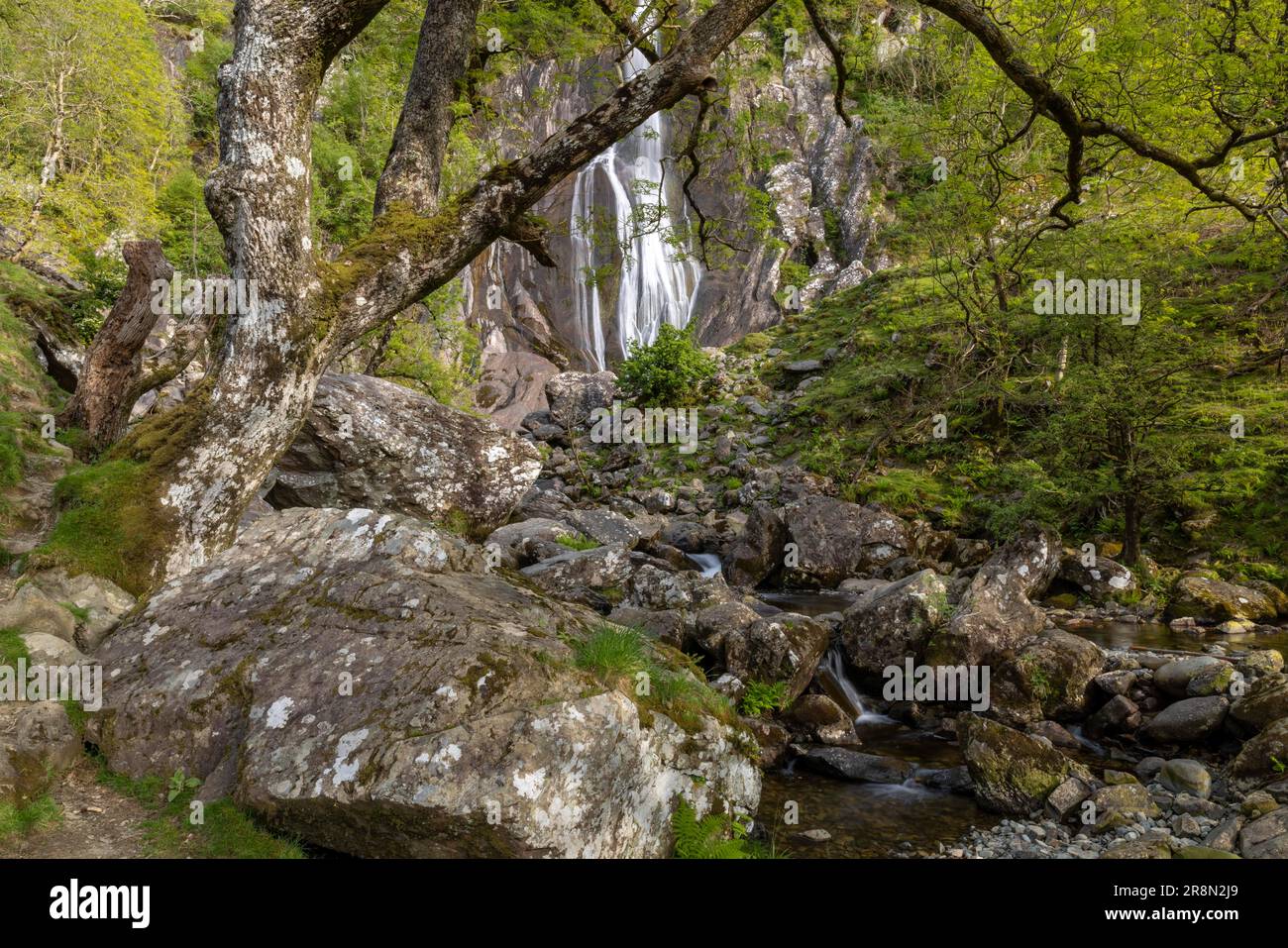 Chutes d'Aber, Réserve naturelle nationale de Coedydd Aber, Abergwyngregyn, Llanfairfechan, Grande-Bretagne, vert, été, arbres Banque D'Images