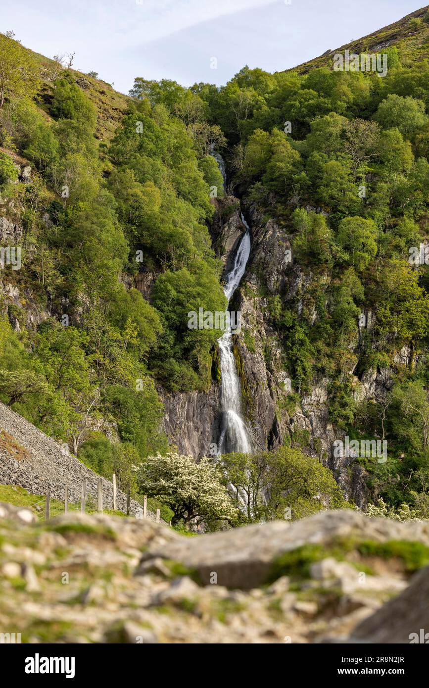 Chutes d'Aber, Réserve naturelle nationale de Coedydd Aber, Abergwyngregyn, Llanfairfechan, Grande-Bretagne, vert, été, arbres Banque D'Images