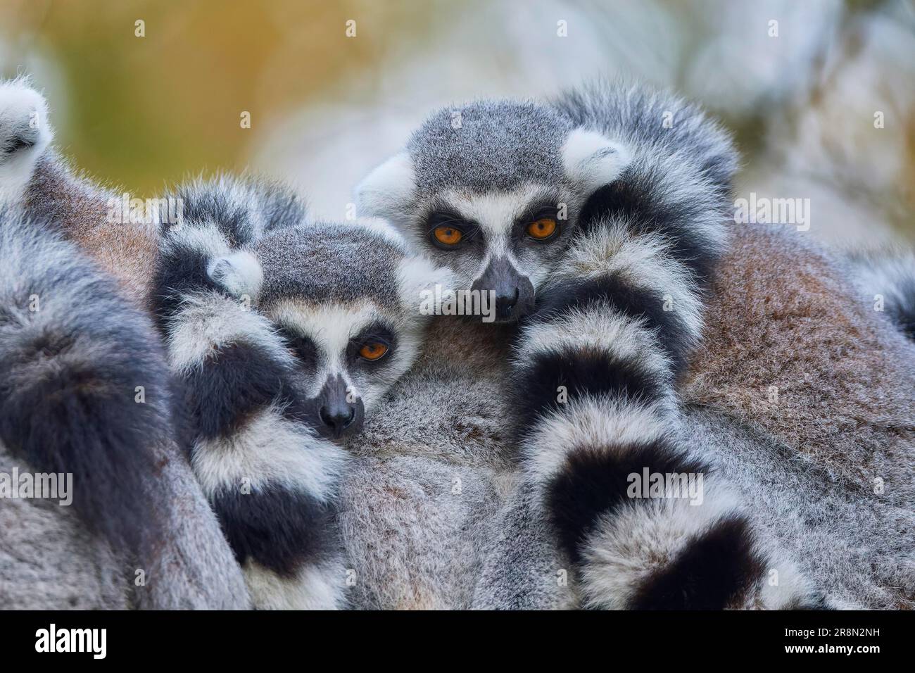 Lemur à queue de cerelle (Lemur catta), adulte deux animaux assis ensemble, alerte, captif Banque D'Images