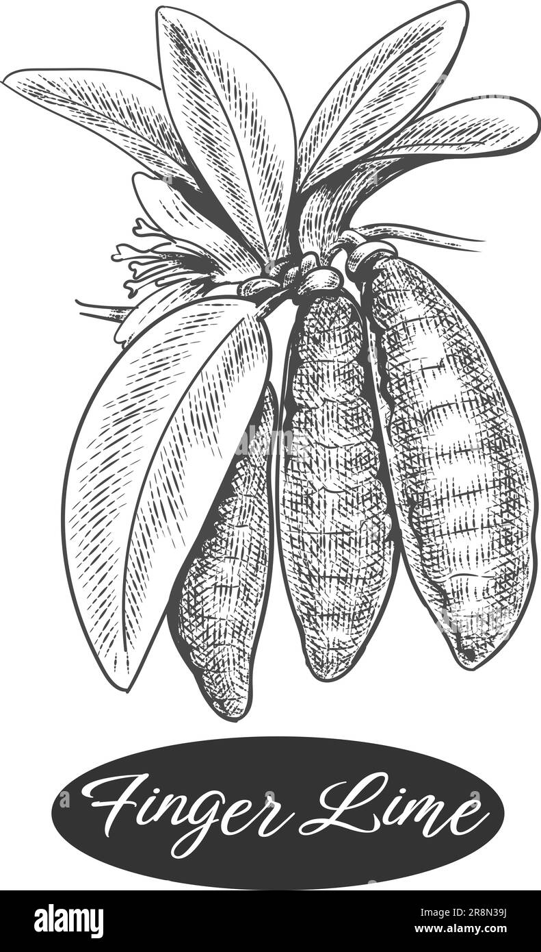 Croquis caviar lime Illustration de Vecteur