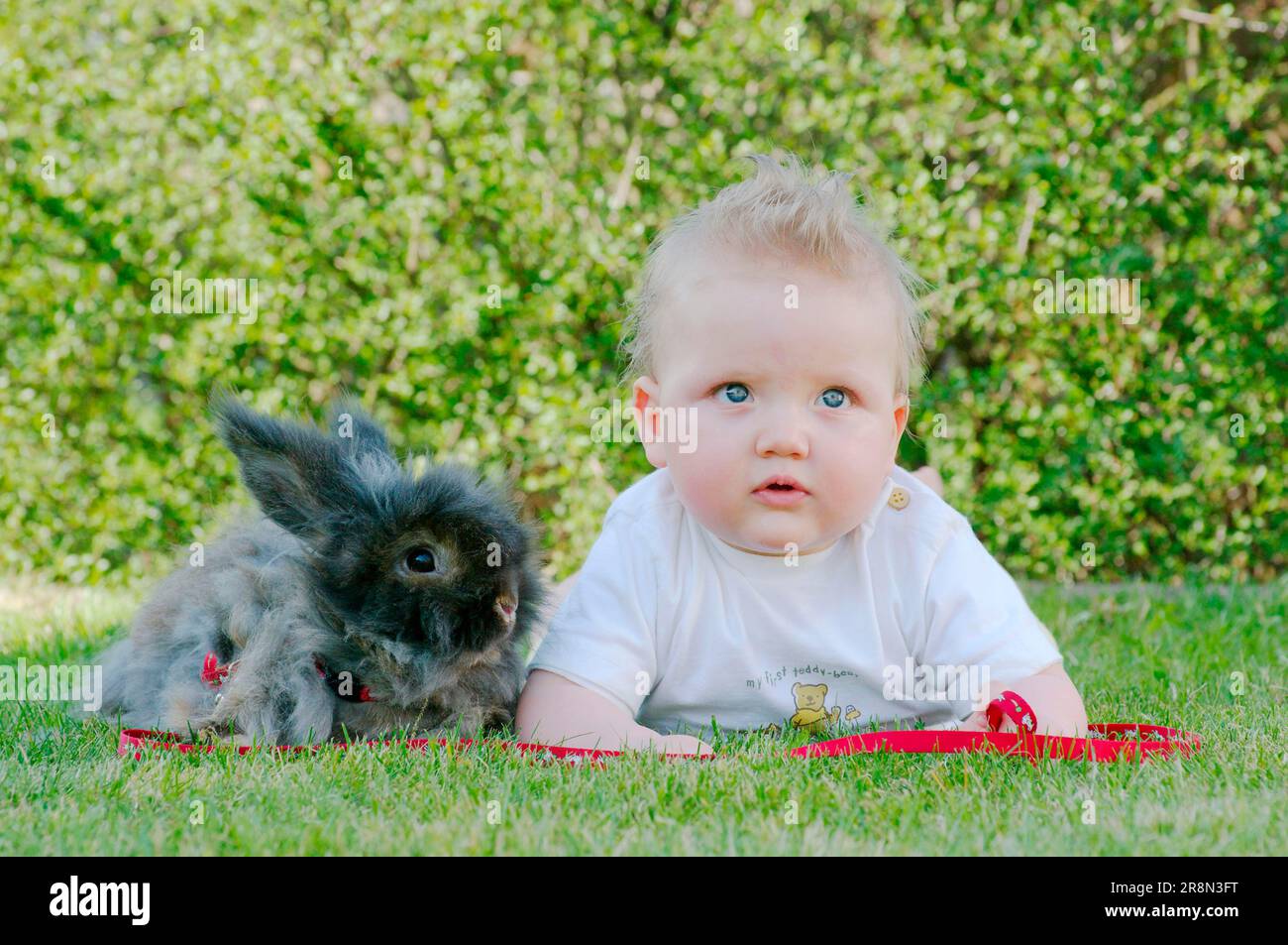 Bébé avec angora lapin, lapin domestique, laisse Banque D'Images