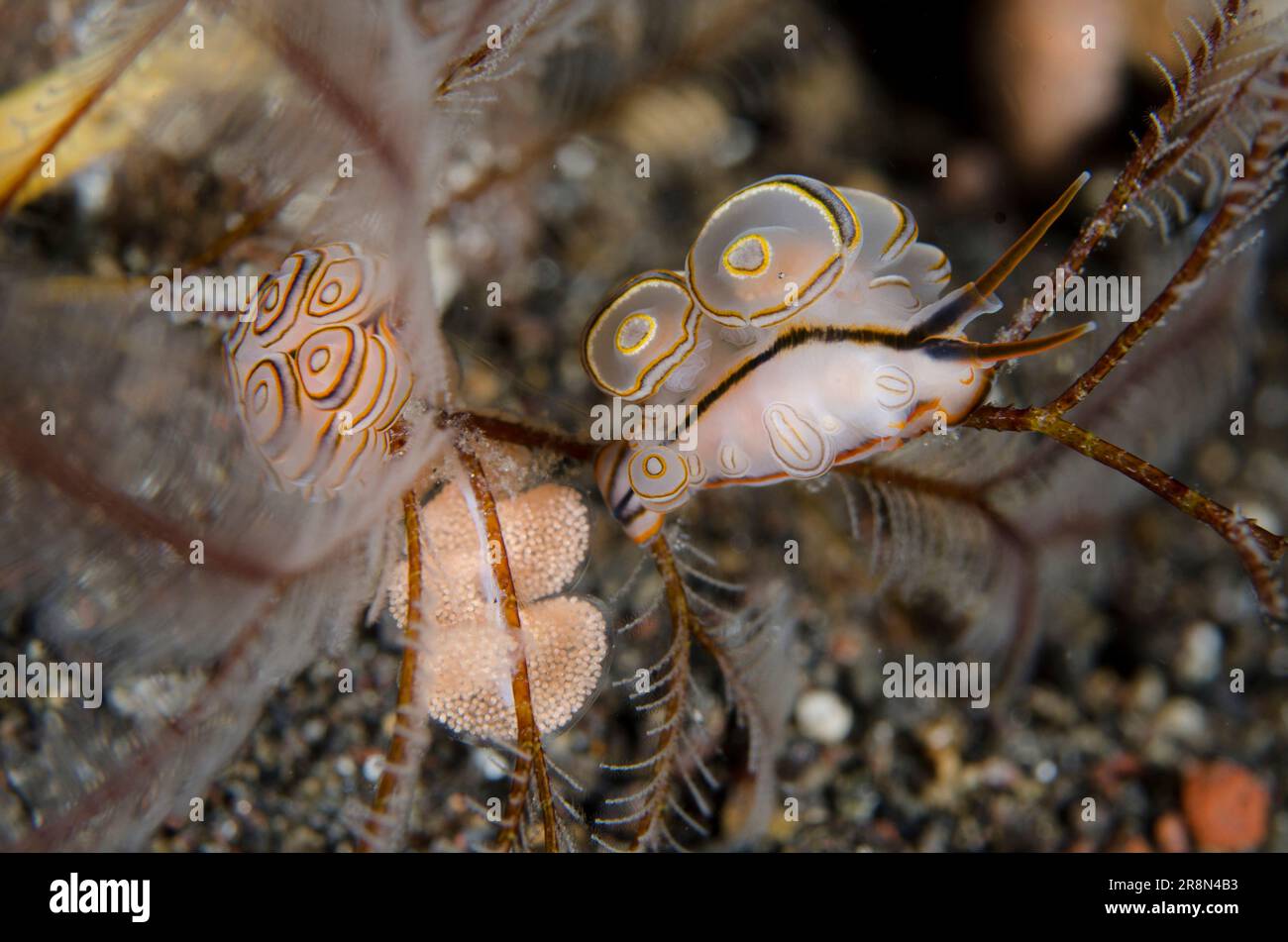 Paire de nudibranches Donut Doto, Doto greenamyeri, avec oeufs sur Hydroid, classe Hydrozoa, site de plongée Bulakan, Seraya, Karangasem, Bali, Indonésie Banque D'Images