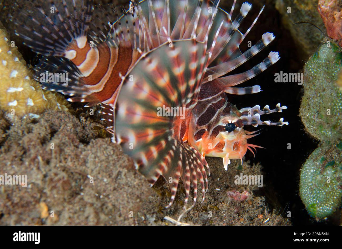 Poisson-Lion de Zebra, Dendrochirus zébra, avec nageoires et épines étendues, site de plongée Big Tree, Seraya, Karangasem, Bali, Indonésie, Océan Indien Banque D'Images