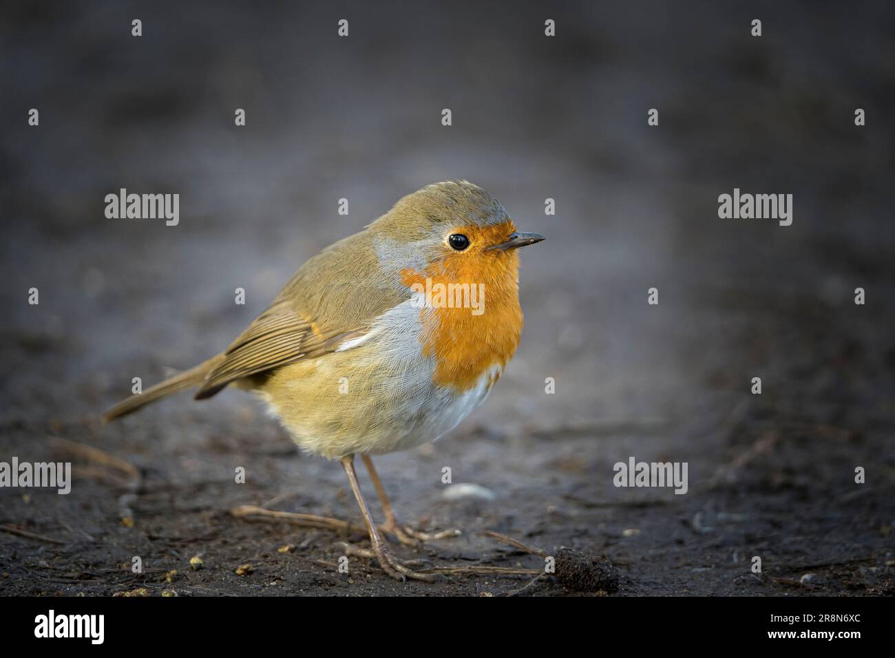 Gros plan détaillé d'un oiseau roux (erithacus rubecula) sauvage isolé sur un sol extérieur. Banque D'Images