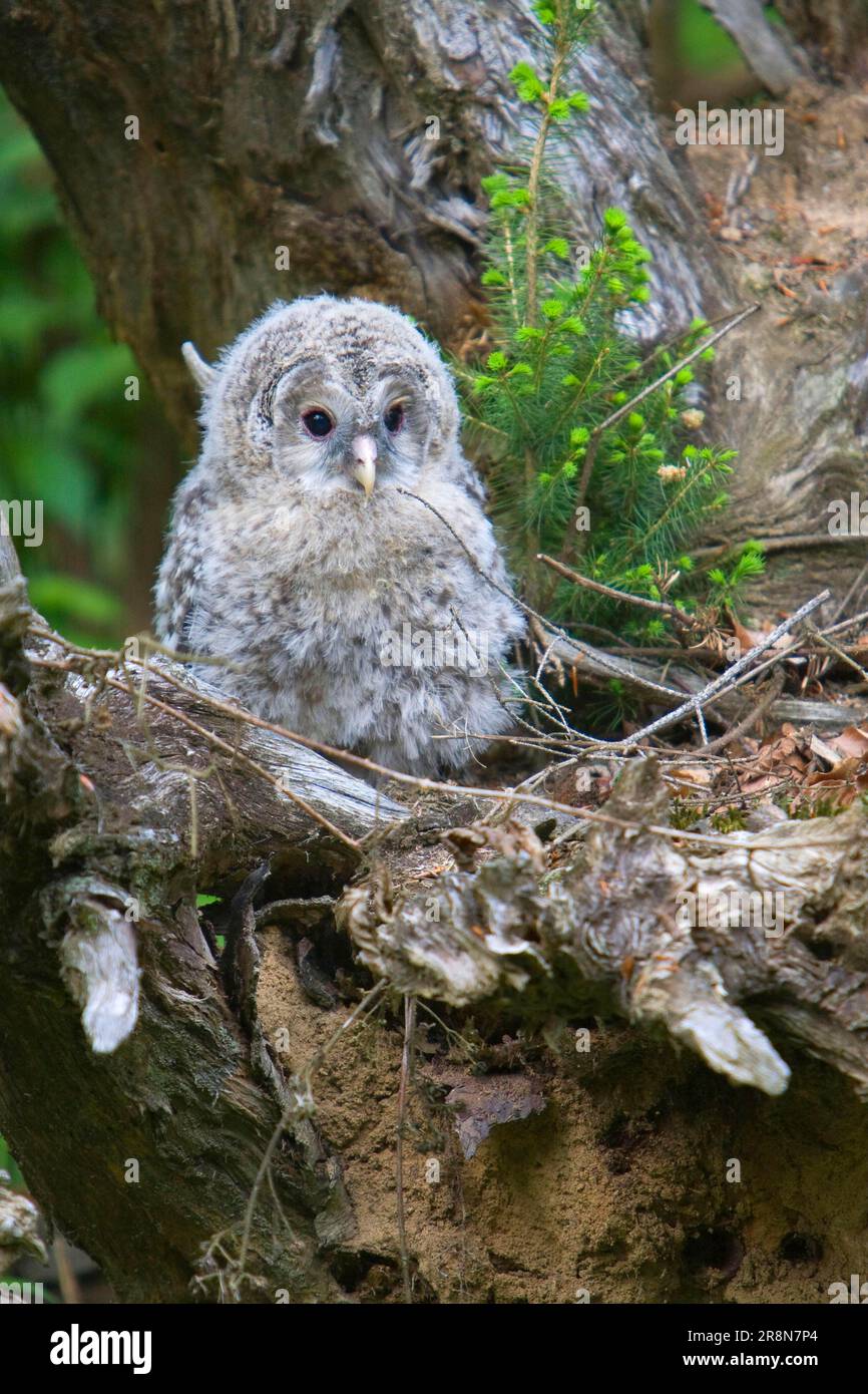 Hibou ural, poussin (Strix uralensi) Banque D'Images