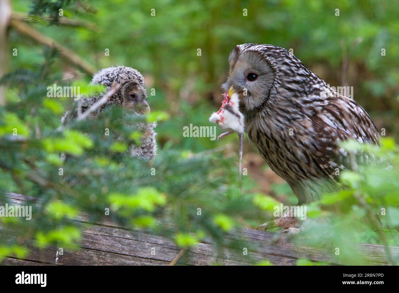 Hibou ural avec poussin (Strix uralensi) Banque D'Images