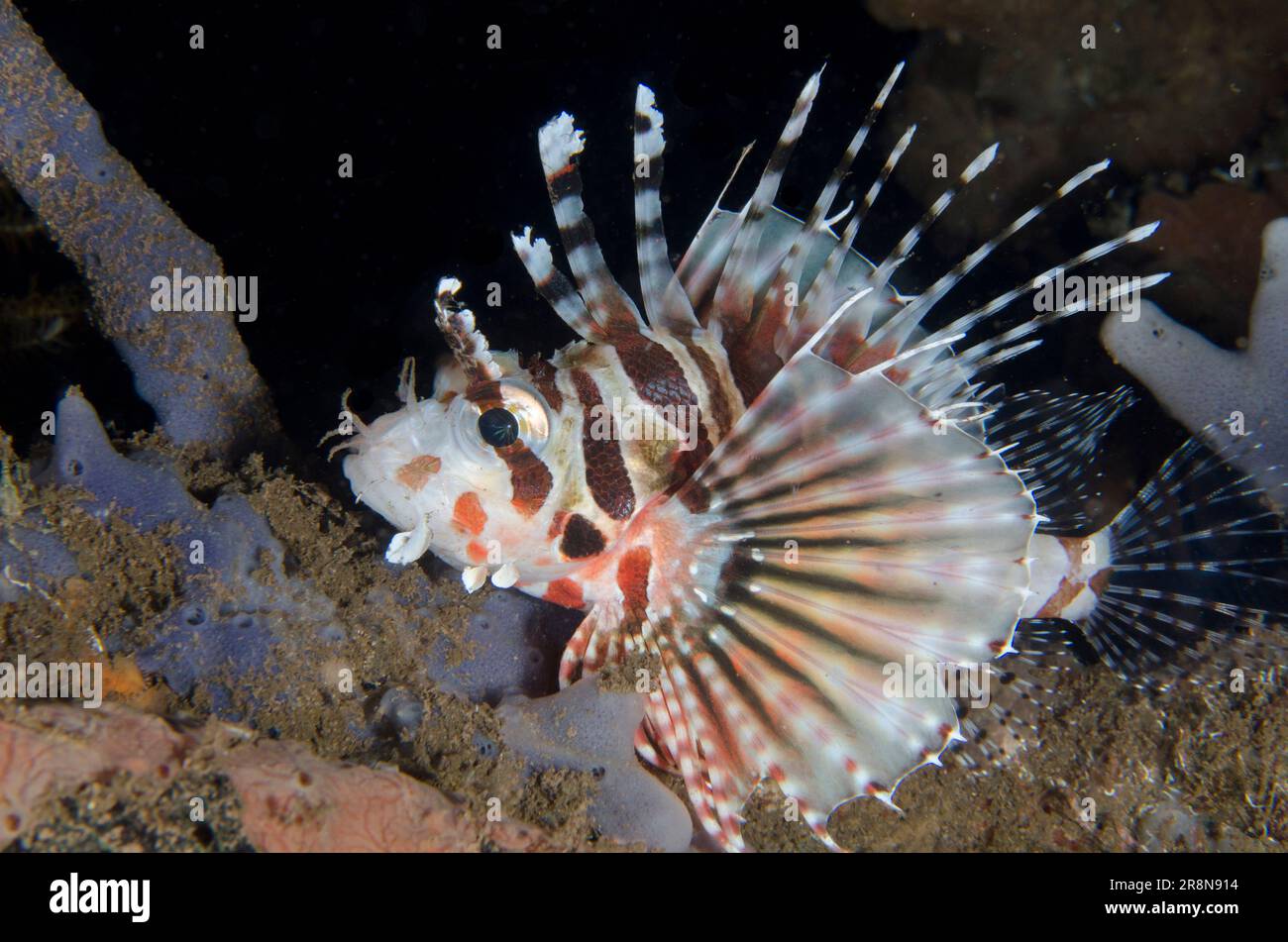 Poisson-Lion de Zebra, Dendrochirus zébra, avec nageoires et épines étendues, plongée de nuit, site de plongée Seraya secrets, Seraya, Karangasem, Bali, Indonésie, Indien O Banque D'Images