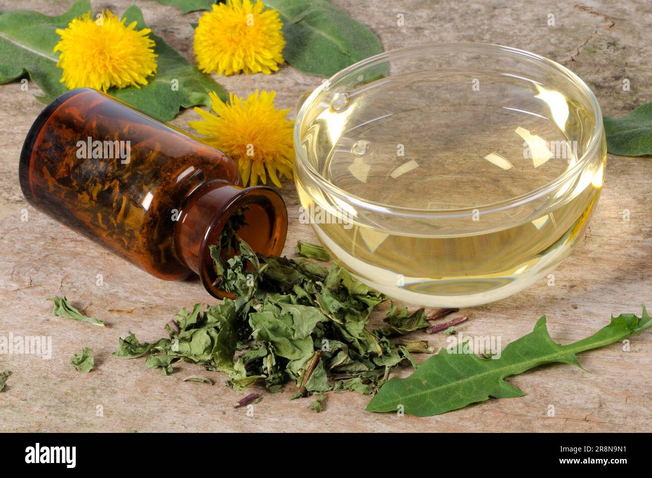 Tasse de thé de pissenlit (Taraxacum officinale), thé de pissenlit Banque D'Images