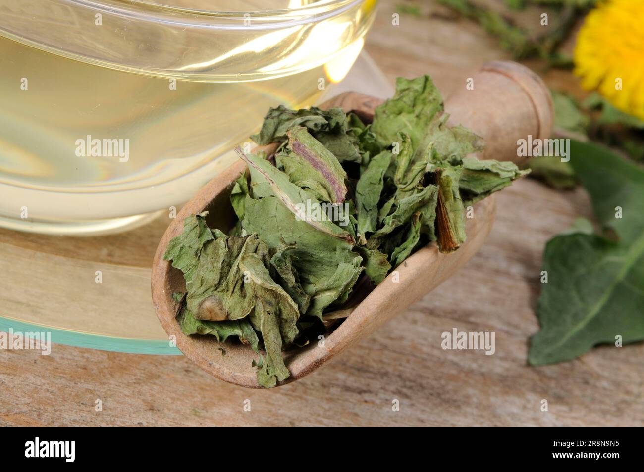 Tasse de thé de pissenlit (Taraxacum officinale), thé de pissenlit Banque D'Images