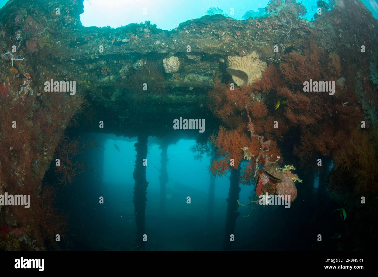 Oyster des ailes de corail et de pingouin, pingouin Pteria, avec des piliers, site de plongée Liberty Wreck, Tulamben, Karangasem, Bali, Indonésie, Océan Indien Banque D'Images