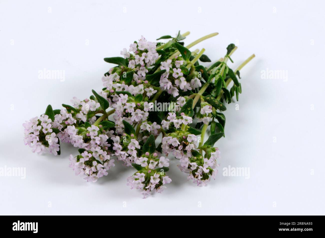 Thym à feuilles larges (Thymus pulegioides) Banque D'Images