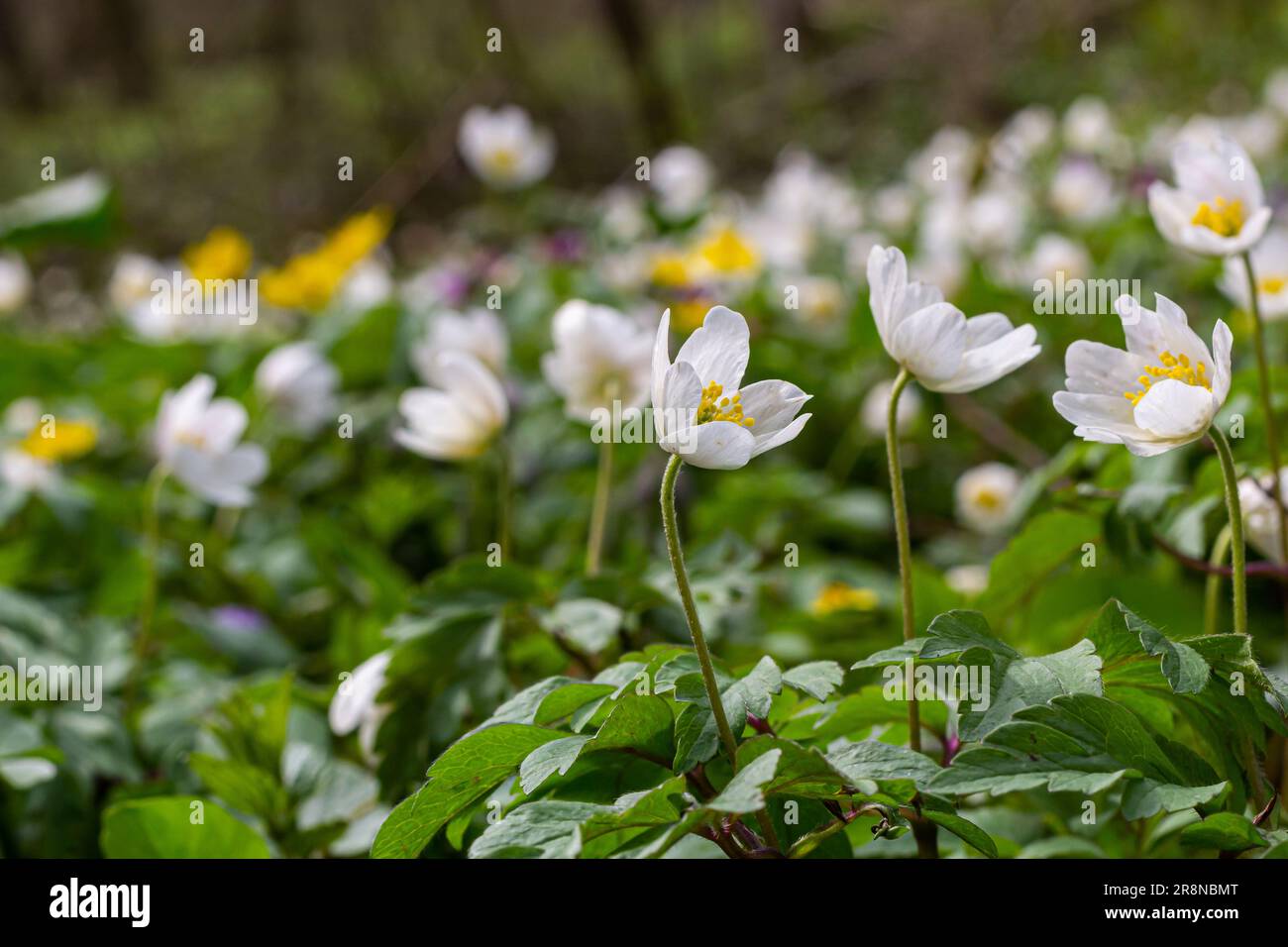 Les nombreuses fleurs sauvages blanches dans la forêt de printemps. La — free download