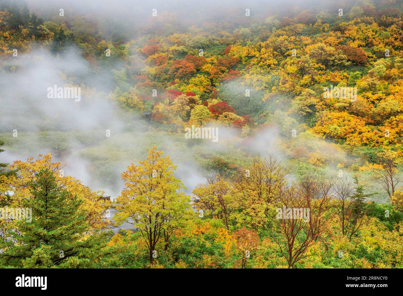 Feuilles d'automne de Tamagawa Onsen Banque D'Images